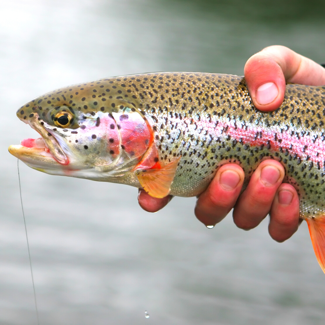 Rainbow Trout Skin-On (4) 9oz Portions